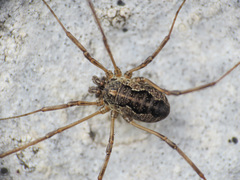 Dasylobus