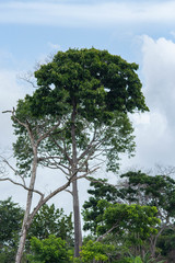 Bertholletia excelsa