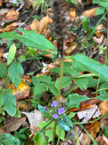 common selfheal