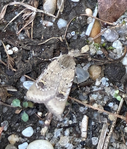 Fringed Dart