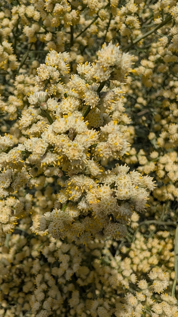 Baccharis articulata