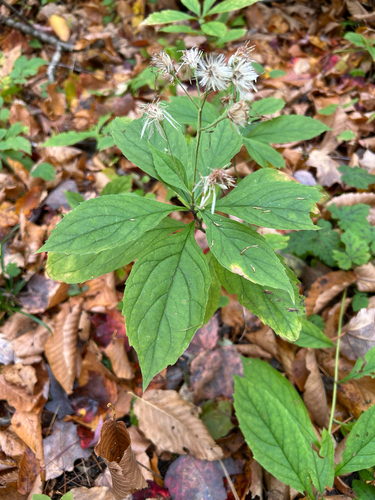 whorled wood aster