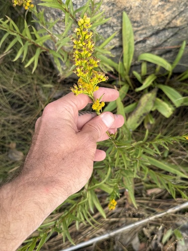 northern seaside goldenrod