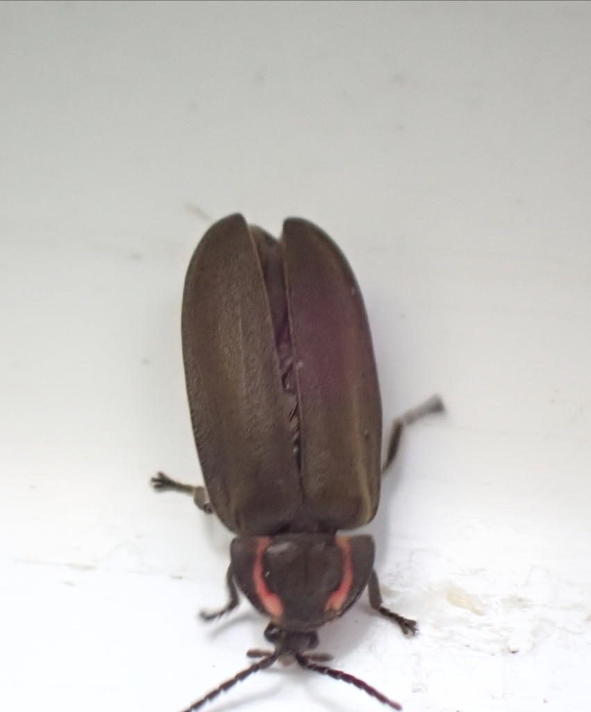Winter Firefly