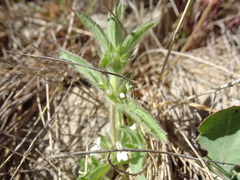Sideritis romana