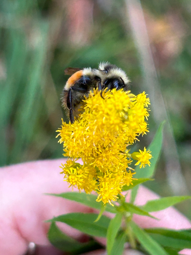 Tricolored Bumble Bee