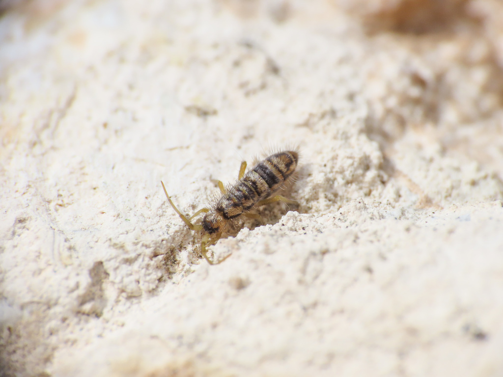 Orchesella alticola