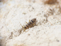 Orchesella alticola