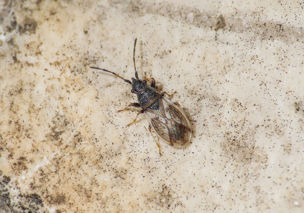 Macroplax preyssleri