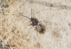 Macroplax preyssleri