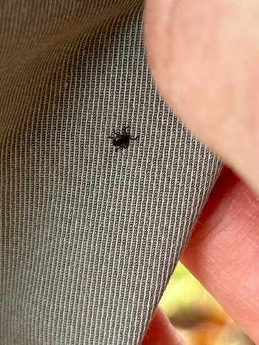 Eastern Black-legged Tick