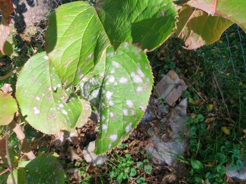 Erysiphe lentaginis