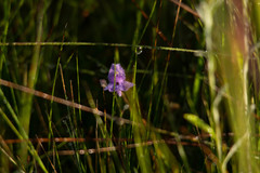 Utricularia tricolor