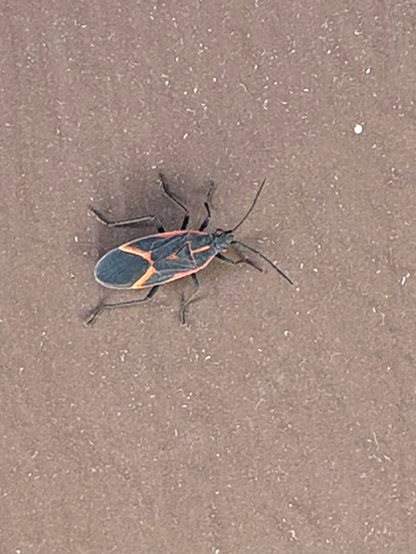 Eastern Boxelder Bug