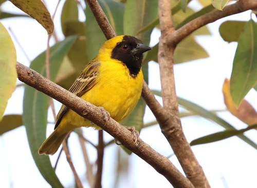 iNaturalist image