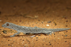 Strophurus williamsi