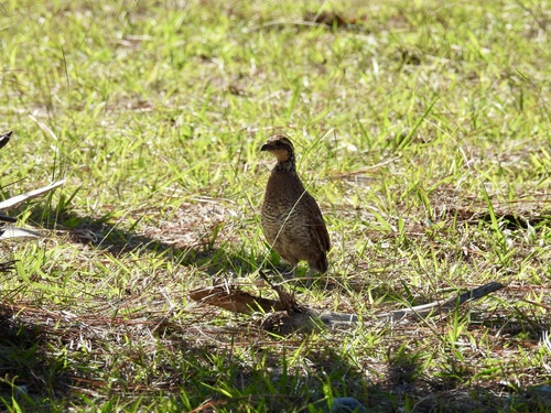 Northern Bobwhite observed by catabbott