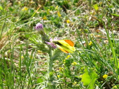 Anthocharis euphenoides