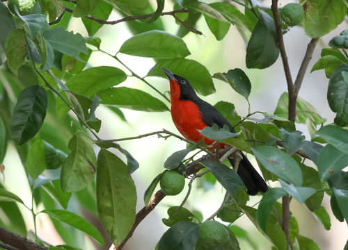Black-headed Gonolek