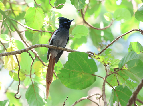 African Paradise-Flycatcher