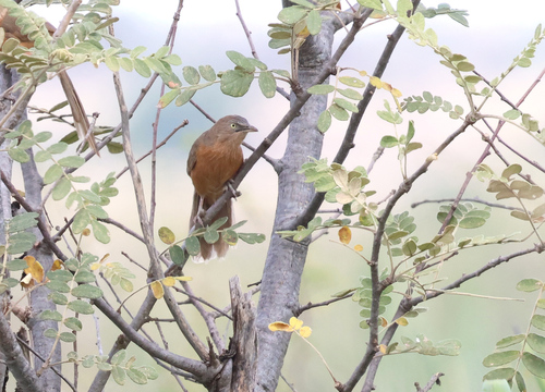 Rufous Chatterer