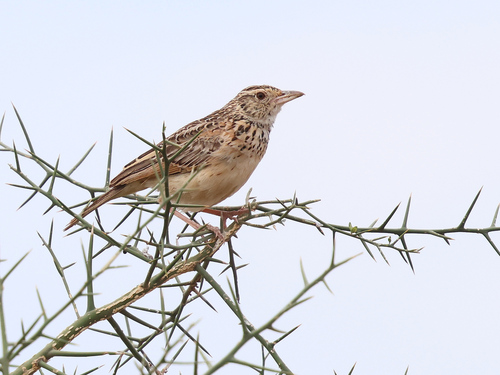 Kidepo Lark
