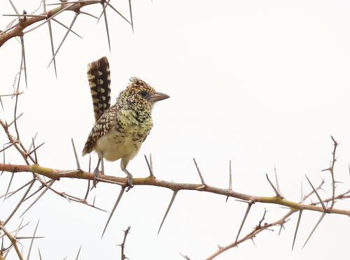 D'Arnaud's Barbet