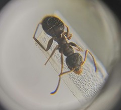 Lasius platythorax