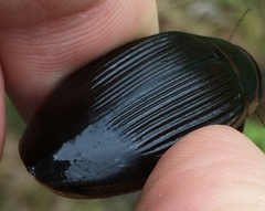 Dytiscus cordieri