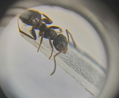 Lasius platythorax
