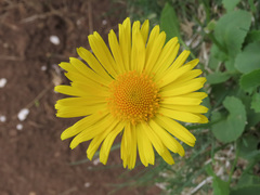 Doronicum columnae
