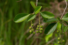 Byrsonima crassifolia