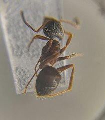 Lasius platythorax