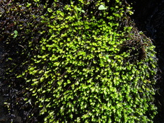 Rhynchostegium aquaticum