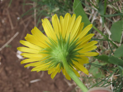 Doronicum columnae
