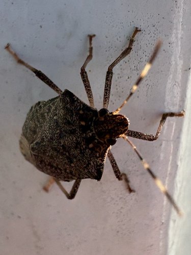 Brown Marmorated Stink Bug