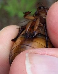 Dytiscus cordieri
