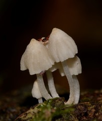 Hemimycena lactea
