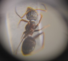 Lasius platythorax
