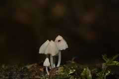Hemimycena lactea