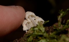 Hemimycena lactea