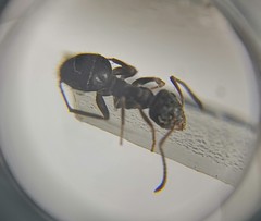 Lasius platythorax