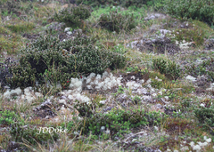 Cladonia pycnoclada