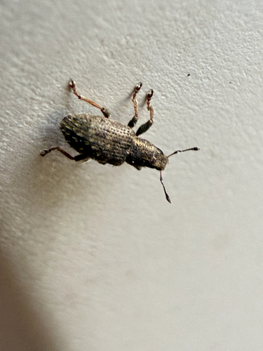 Clover Weevil