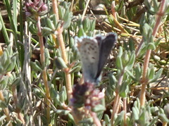 Pseudophilotes baton