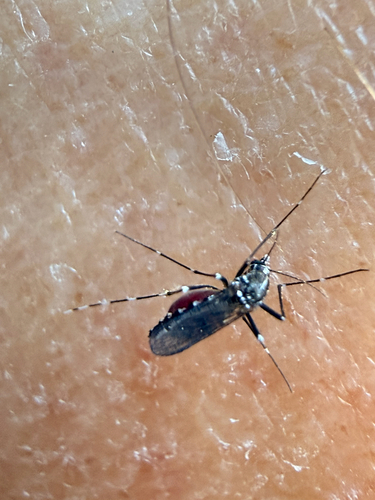 Asian Tiger Mosquito