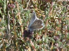 Pseudophilotes baton