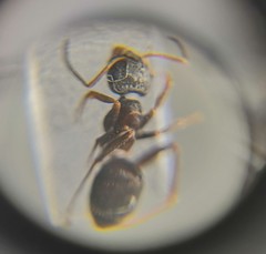 Lasius platythorax