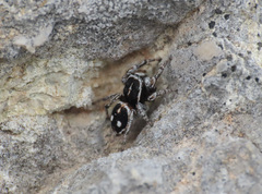 Attulus atricapillus