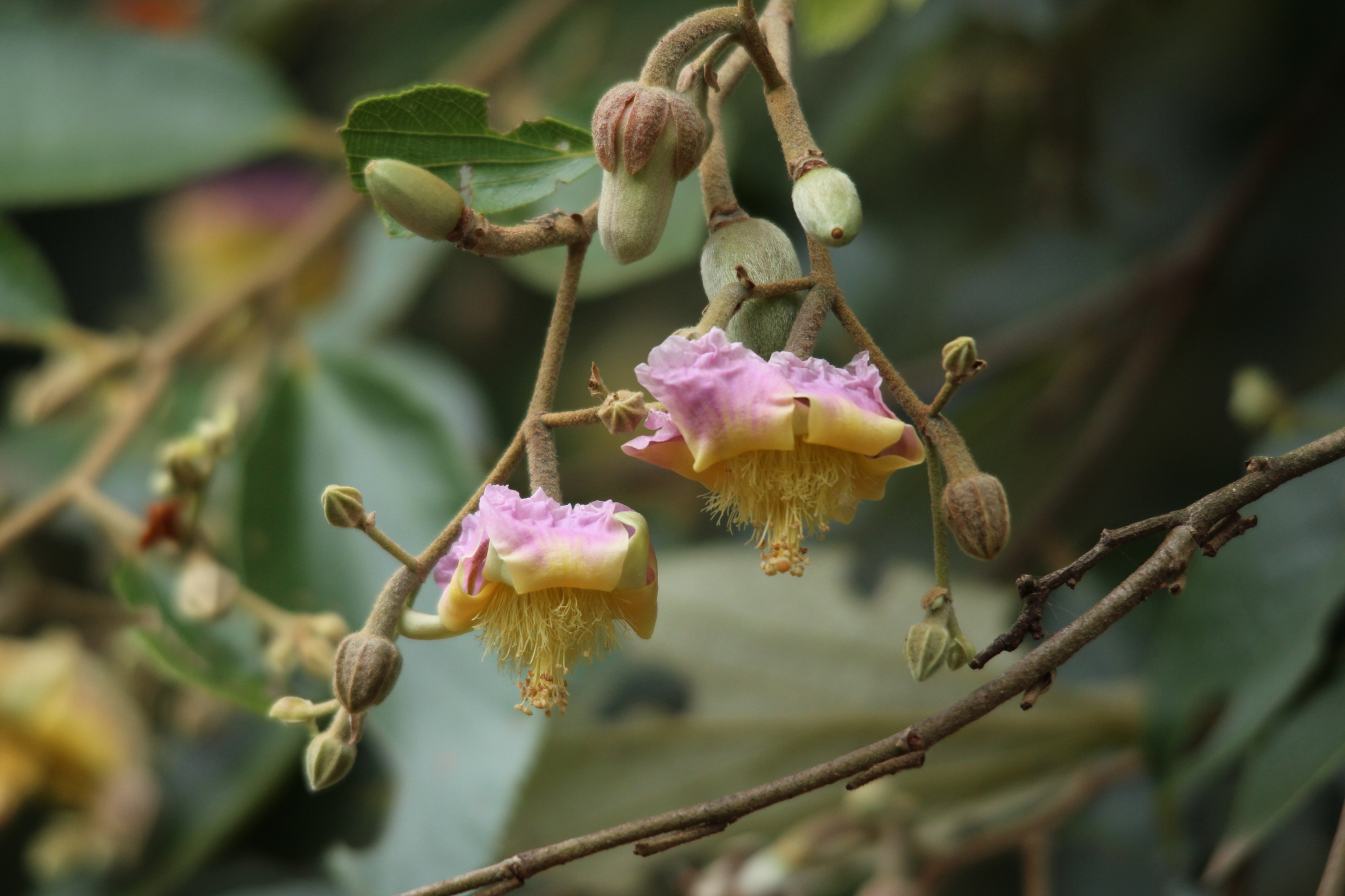 Luehea divaricata